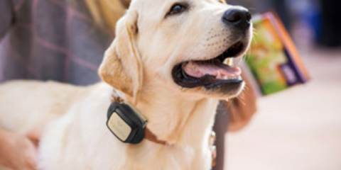 Localizadores para mascotas, vehículos y maletas, entre los primeros dispositivos IoT de Vodafone para particulares