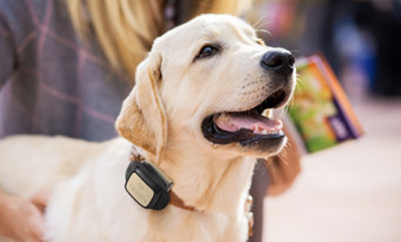 Uno de los productos de Vodafone para particulares es un dispositivo IoT que permite monitorizar la actividad de las mascotas, maletas y mochilas.