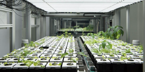 Francia desarrolla un proyecto de agricultura urbana digital que utiliza análisis de datos y Realidad Virtual