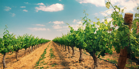 Un proyecto europeo aplicará inteligencia artificial y big data para mejorar la predicción de plagas en Aragón