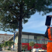 El municipio valenciano de Paterna inicia su plan para geoposicionar los árboles de la ciudad