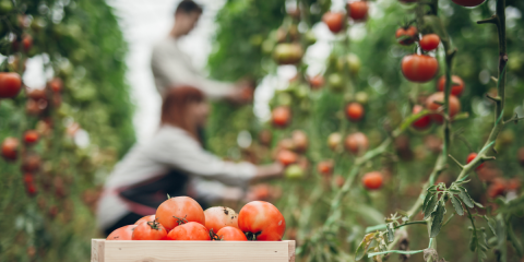 ‘Huerta Próxima’ ayudará a los agricultores a comercializar sus productos online