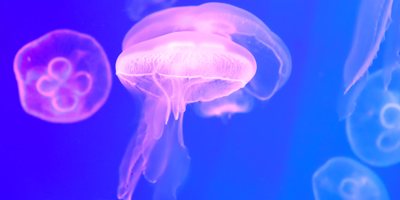 Desarrollan un modelo basado en IA para anticipar la llegada de medusas a la costa de Málaga