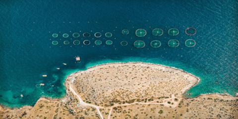 La inteligencia artificial contribuirá a predecir la floración de algas nocivas y controlar su impacto en Chile