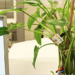 El proyecto europeo Watchplant busca convertir las plantas en sensores ambientales