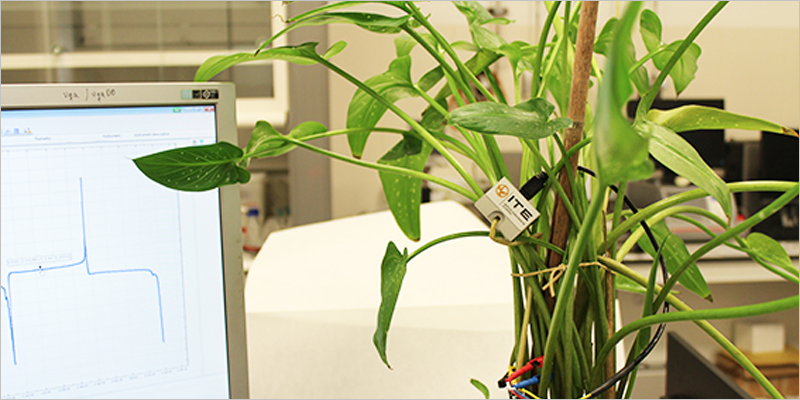 El proyecto europeo Watchplant busca convertir las plantas en sensores para la monitorización ambiental