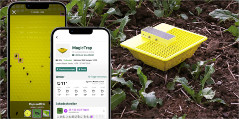 1NCE proporciona conectividad IoT para trampas inteligentes que protegen los cultivos frente a plagas