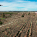 Plantones, drones y semillas inteligentes para reforestar cuatro municipios rurales