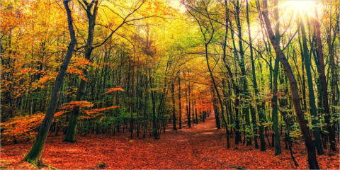 El Principado de Asturias participa en el desarrollo de tecnologías para el uso sostenible de los bosques