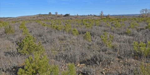 Libelium contribuye a la absorción de carbono con un proyecto forestal en León