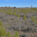 Libelium contribuye a la absorción de carbono con un proyecto forestal en León
