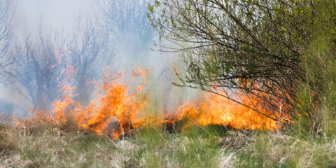 Un nuevo informe interactivo permite consultar la situación de los incendios forestales en España