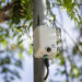 Madrid monitoriza la biodiversidad urbana con 15 sensores acústicos, IA y un gemelo digital